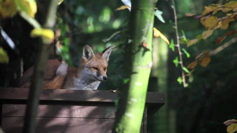 wildly new forest|new forest wildlife park animals.